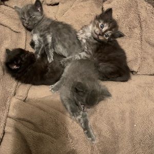 Meet your Posher, Larry